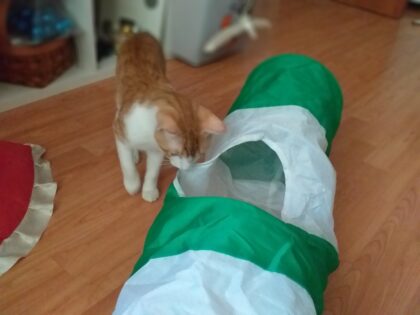 Tunel pisici - Jucarie pisici recomandata de TOM