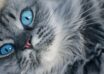 Ce culori vad animalele de companie si cum le influenteaza comportamentul