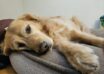 Spatii care reduc anxietatea animalelor de companie si le ofera siguranta emotionala