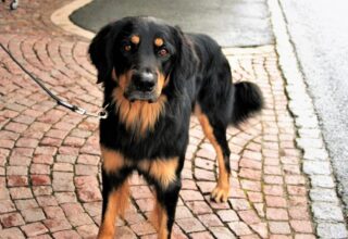 Cainele tau devine brusc imprevizibil in timpul plimbarilor? Afla de ce!