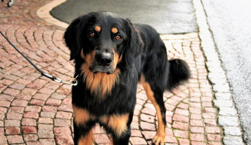 Cainele tau devine brusc imprevizibil in timpul plimbarilor? Afla de ce!