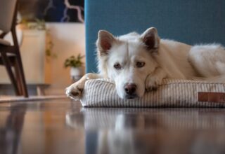 Ce fac animalele de companie cand raman singure acasa si ce ne transmit prin comportamentul lor