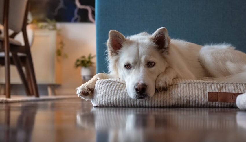 Ce fac animalele de companie cand raman singure acasa si ce ne transmit prin comportamentul lor