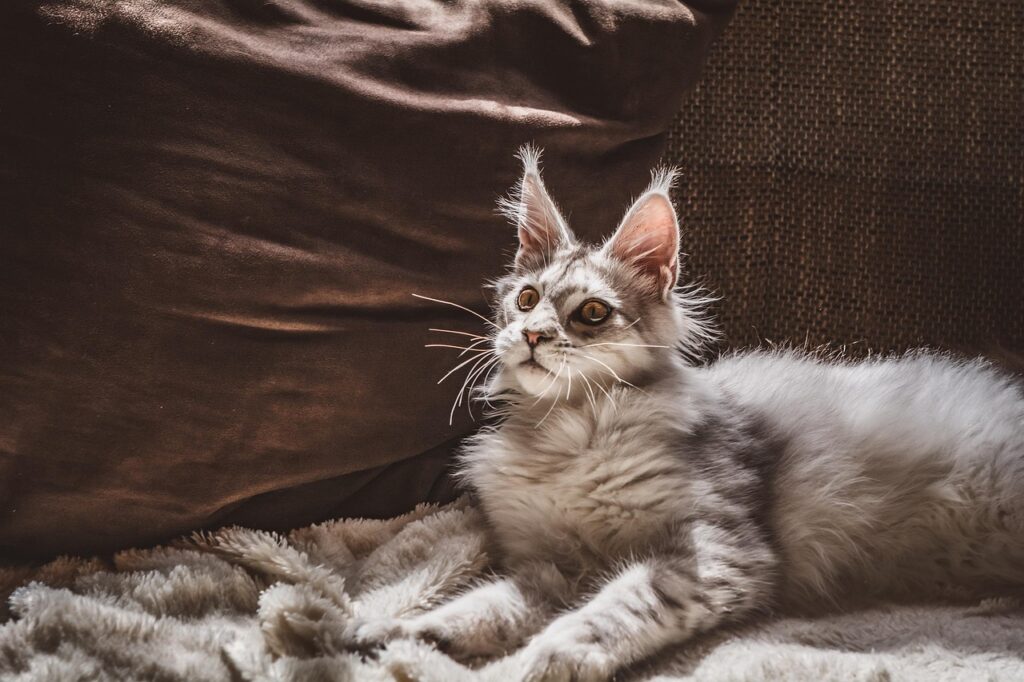 Semne ca locuinta ta influenteaza comportamentul patrupedului si cum poti imbunatati ambientul