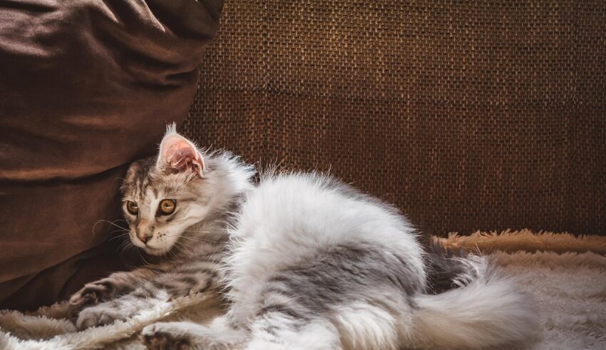 Semne ca locuinta ta influenteaza comportamentul patrupedului si cum poti imbunatati ambientul