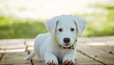 Sfaturi pentru stapanii de caini care ies in oras si nu vor sa lase animalul singur acasa