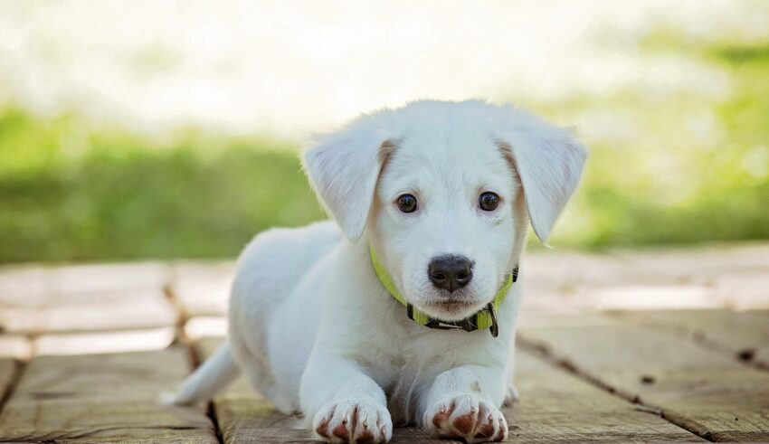 Sfaturi pentru stapanii de caini care ies in oras si nu vor sa lase animalul singur acasa