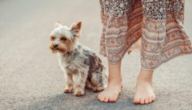 Legatura dintre oameni si caini poate transforma evolutia bolilor grave si poate aduce readuce speranta