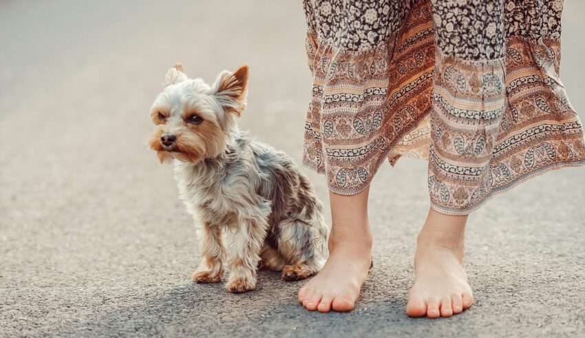Legatura dintre oameni si caini poate transforma evolutia bolilor grave si poate aduce readuce speranta