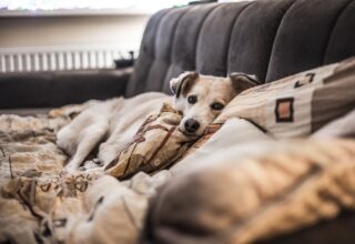 Cum creezi un living confortabil pentru intreaga familie, inclusiv pentru animalele de companie