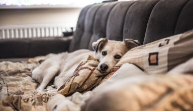Cum creezi un living confortabil pentru intreaga familie, inclusiv pentru animalele de companie